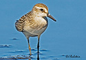 Calidris pusilla